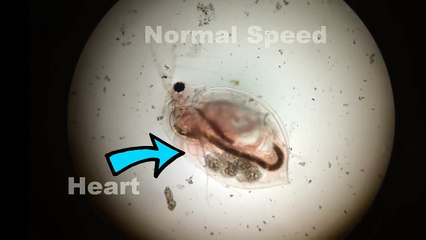 Water Flea Heart Beating in Slow Motion