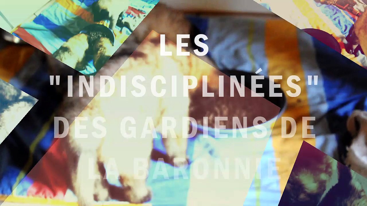 Chiots bergers belges Tervueren - 4 semaines