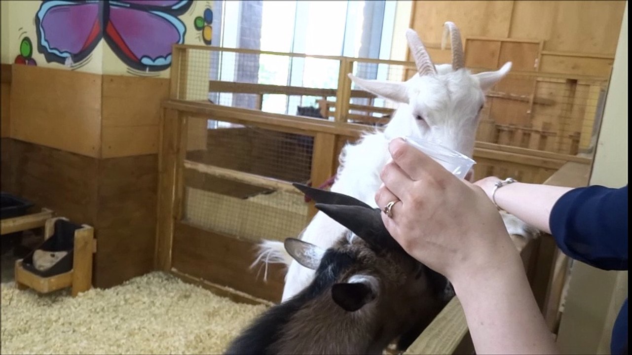 Козел попрошайка