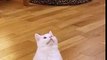 Snowball Icelandic clap  cat funny
