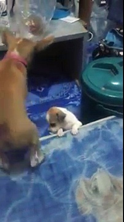 Un Cane Mostra Al Suo Amico Come Impossessarsi Del Letto Dei Suoi Padroni. Che Tenero!