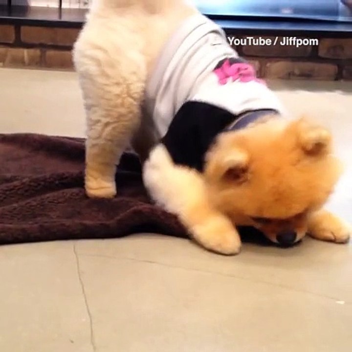 Just try not to fall in love with puppies rolling themselves into burritos