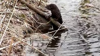 丸山公園のミンクAmerican Mink 2011.3.19　②