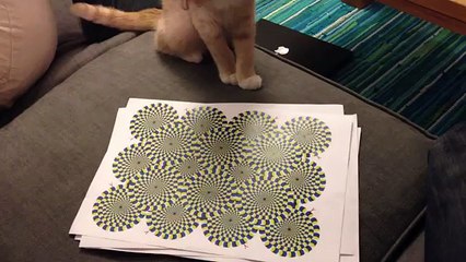 My cat can see the rotating snake illusion!
