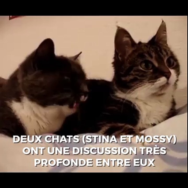 Ces deux chats ont une longue discussion ensemble, c'est à mourir de rire