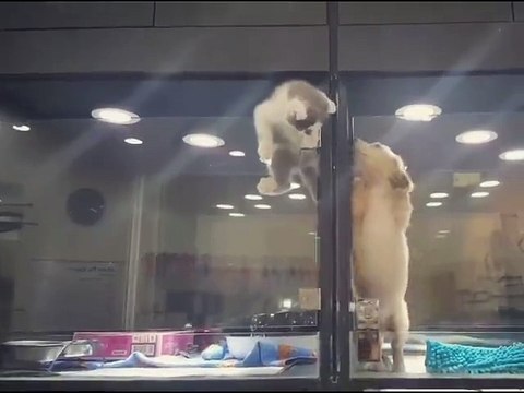 Ce chaton a vraiment envie d'aller voir son pote le chiot et va tout tenter!