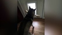 Ce husky se demande comment sortir son os par la porte