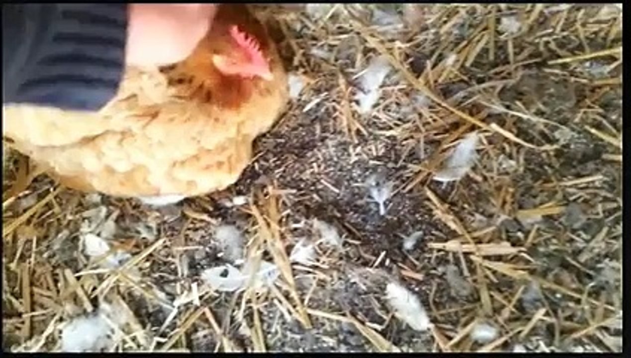 Une poule qui couve... un chat