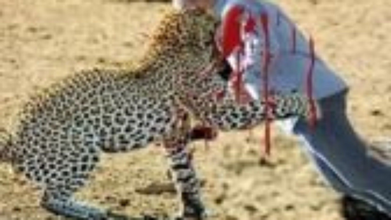 animal attacks on people