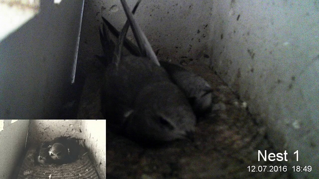 Mauersegler Nestcam 2016.26 - 12. Juli