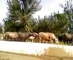 Mardan's Hot Girls Enjoying Open Air Bath in Canal