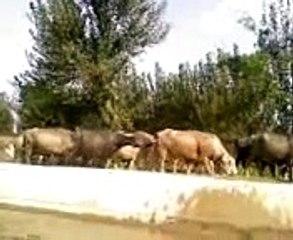 Mardan's Hot Girls Enjoying Open Air Bath in Canal