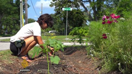 US homeowners turn lawns into organic gardens