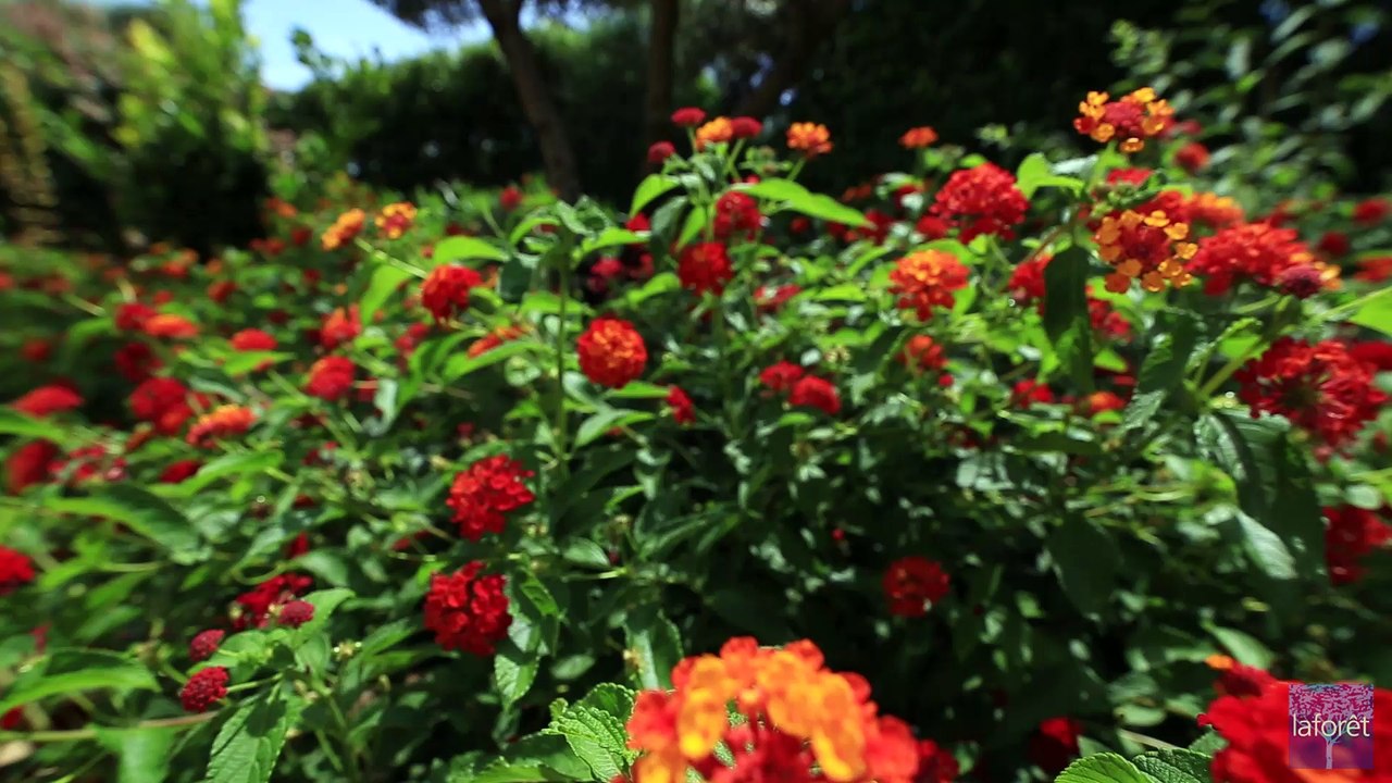 Somptueuse villa, vue dominante, Valcros - La Londe