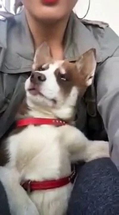 Une fille chante une berceuse à son chien !