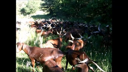 Les chèvres de montjustin  juin 2016