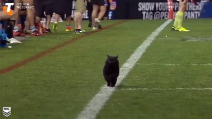 NRL sur Twitter Yep, it's a black cat on the field at a @Pen