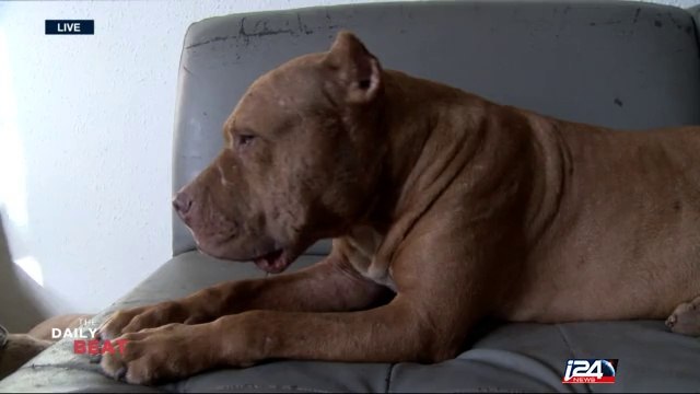 Activists oppose dog fighting in the West Bank