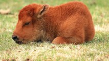 The Yellowstone Baby Bison Controversy Explained