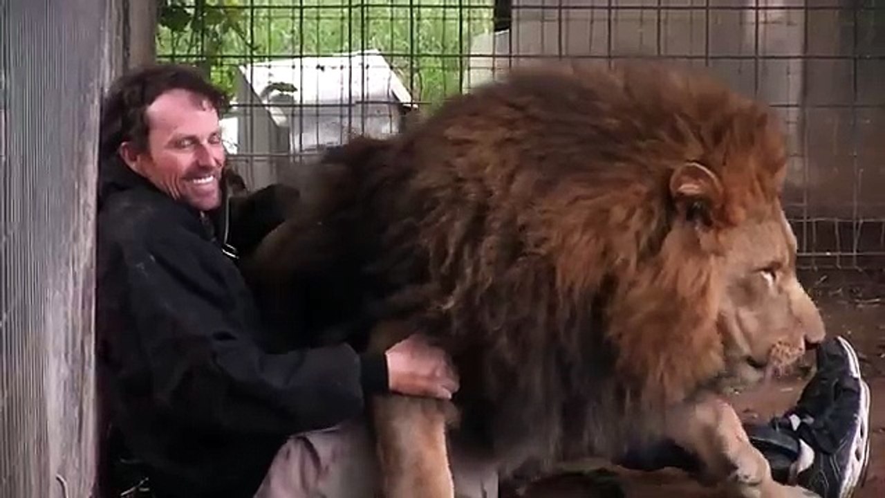 Lion Attacks Man with Love