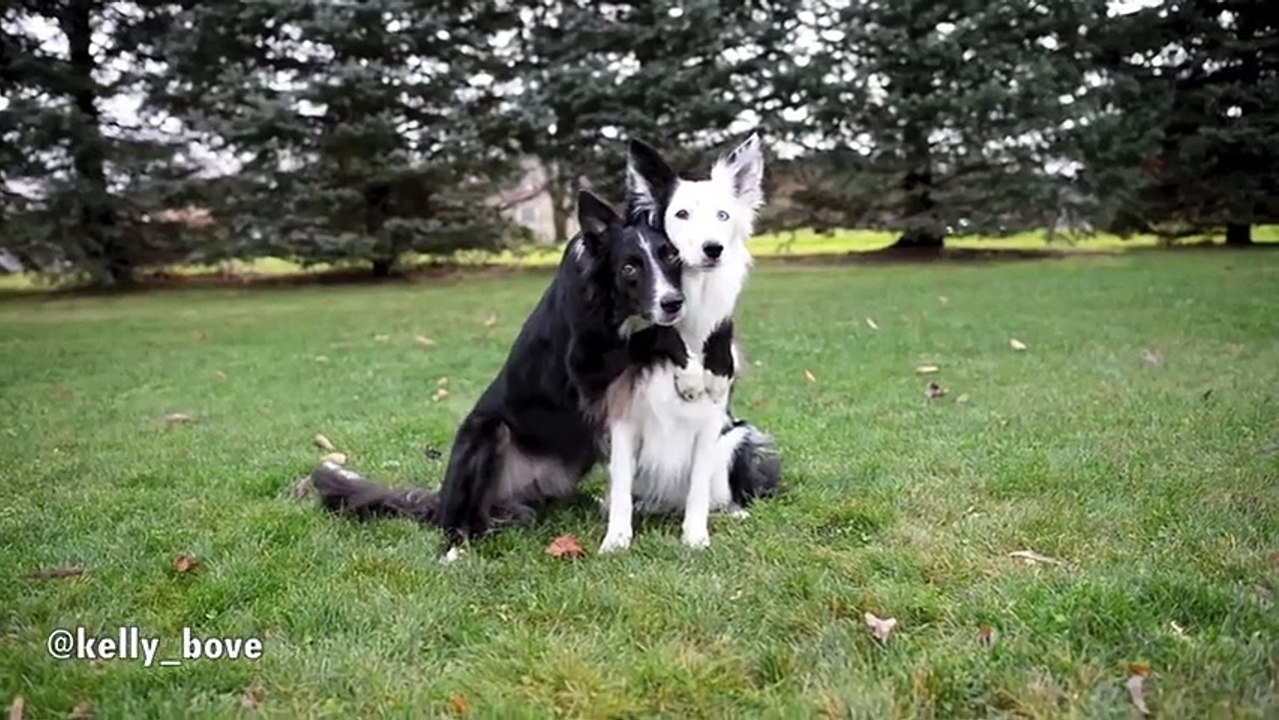 An amazing dog