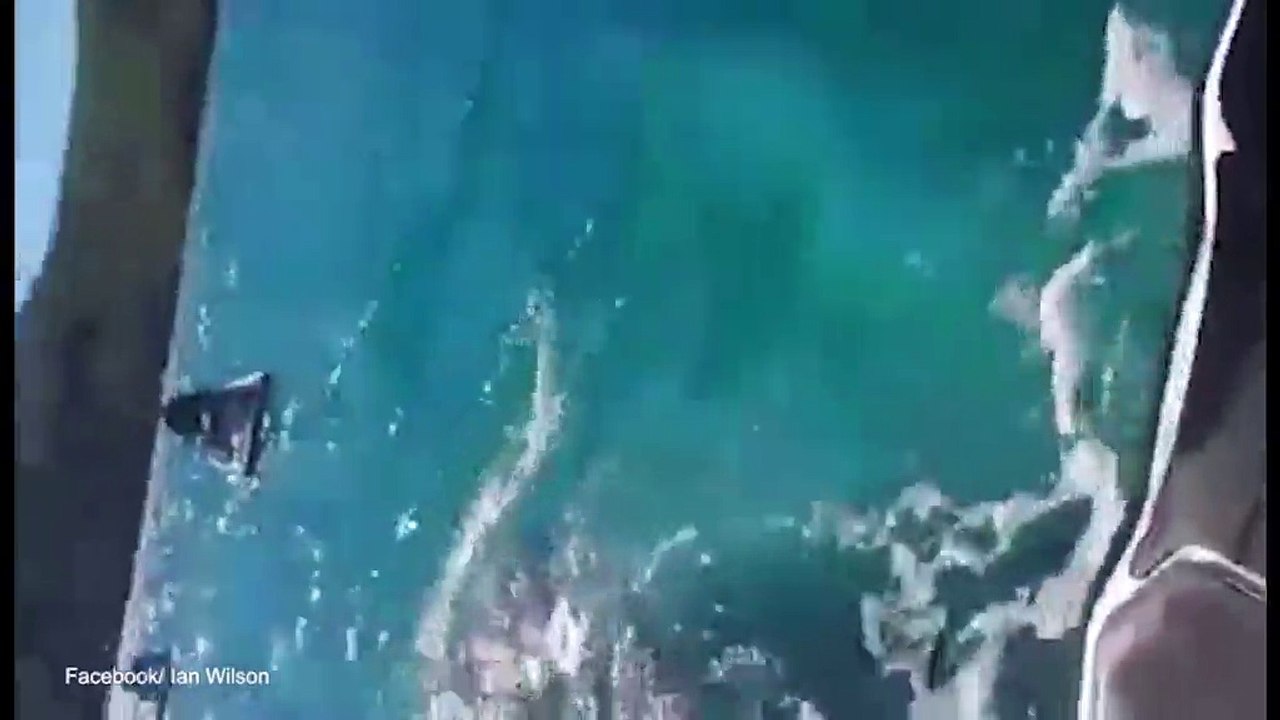 Incredible moment humpback whale gets very close to tourists