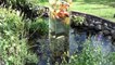 Man Places Upside Down Fish Tank In His Koi Pond With Amazing Results