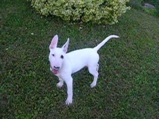 Chaoss bull terrier 3mois et demi