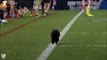 Un chat fait son apparition sur un terrain de foot US, en plein match... Touchdown!!!!