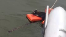 Des touristes en bateau sauvent un pauvre raton laveur perdu en mer
