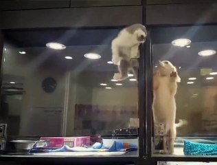 Un chaton a envie d'aller voir son pote le chiot et va tout tenter!