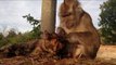 Monkey Inspects Cat for Fleas and Ticks