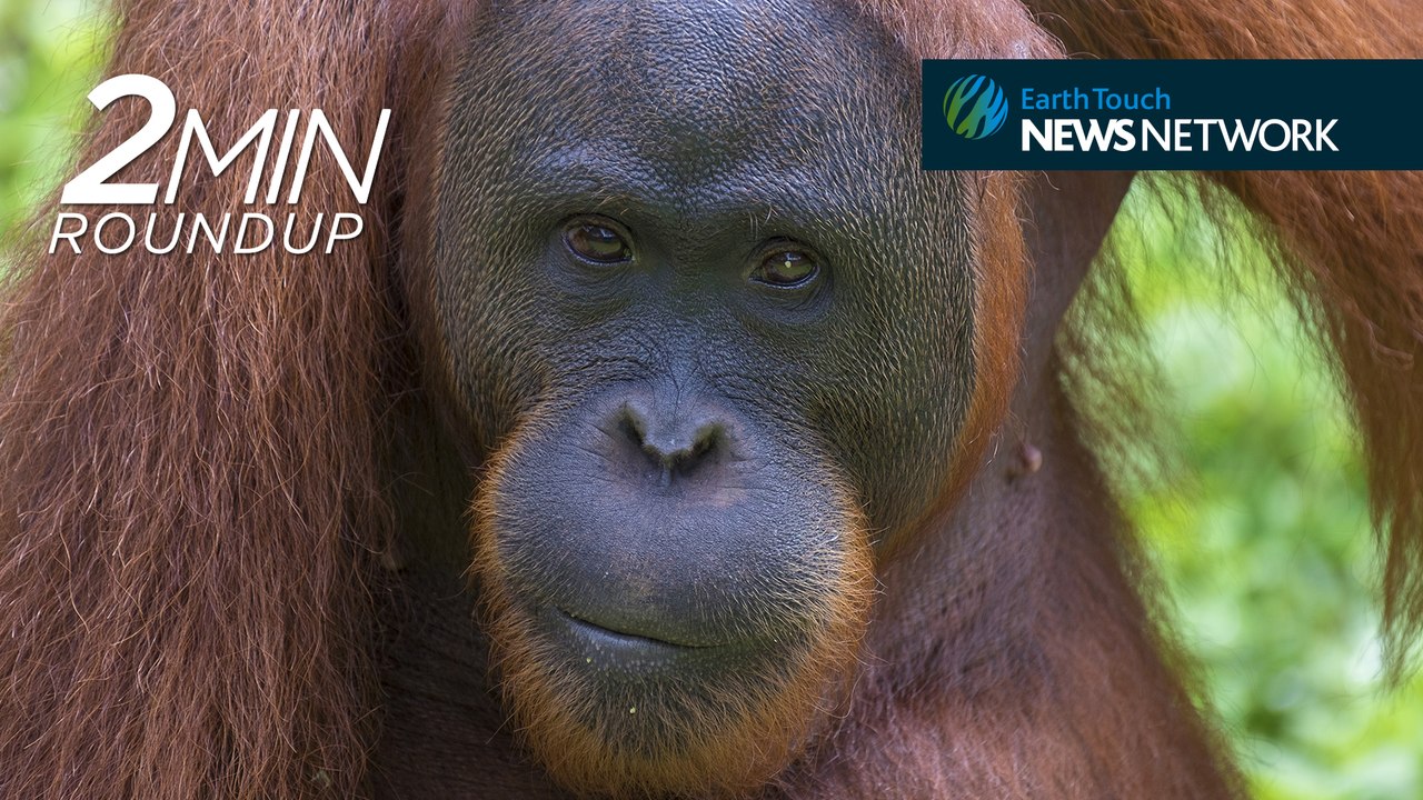 Fighting Zika with bats, red apes in trouble & a spine-chilling elephant attack