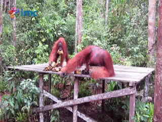 Üç hayvan türünün daha nesli tükeniyor