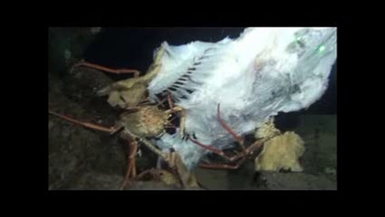 Captures d’une palangre abandonnée