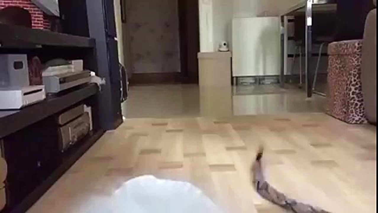 awesome cat must watch