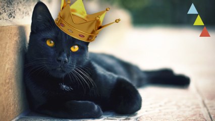 Animales más ricos que tú