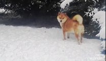 SHIBA INU DOG AND SNOW (CZECH REPUBLIC 2015)