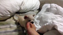 A tiny puppy engages in a wrestling match. His opponent will make you smile!