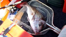 6.5 kg snapper from north barwon banks drifting pilchard