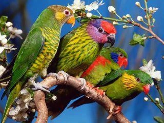 ALAIN BARRIERE - LA COMPLAINTE DE L'OISEAU