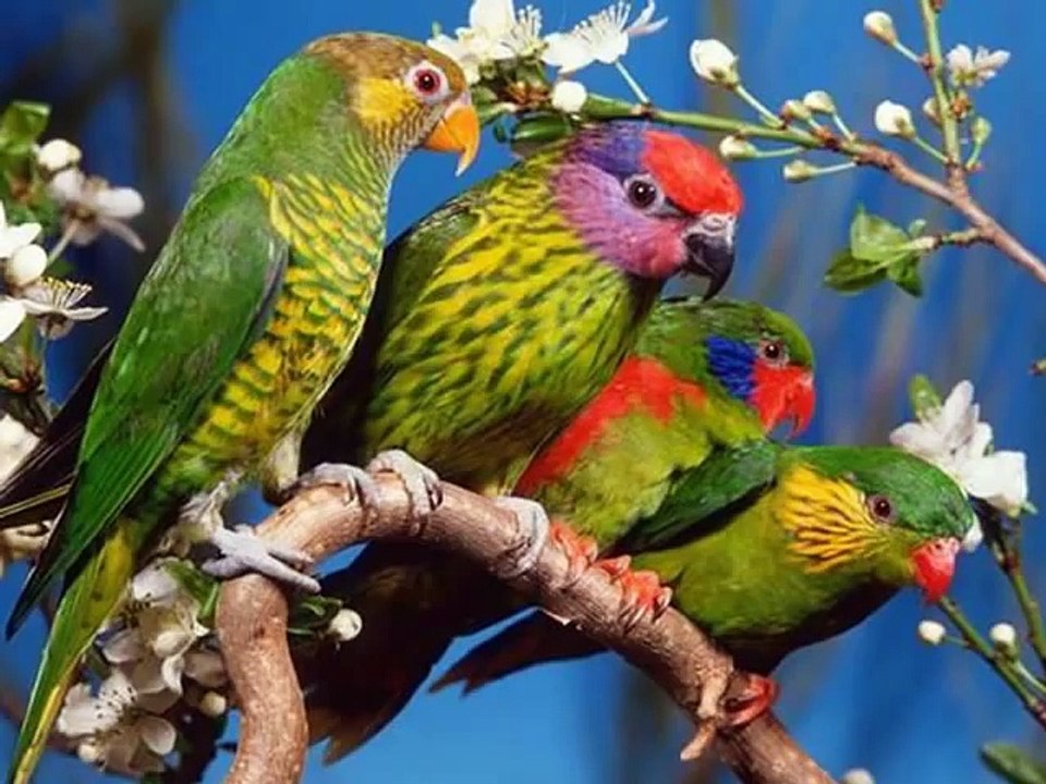 ALAIN BARRIERE - LA COMPLAINTE DE L'OISEAU