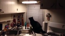 See Cat Turns The Lights Out on Moth