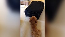 Cute Cat Plays Hide And Seek With Confused Dog