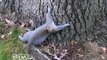 Drunk Squirrel Tries to Climb Tree - Break Fails