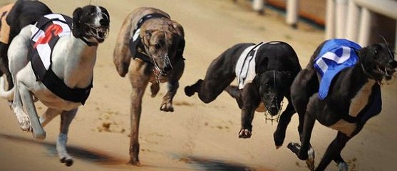 2EC - East Coast Radio (Australia)_Steve Coleman, CEO of RSPCA NSW on greyhound racing ban 11Jul16