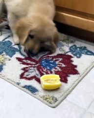 Réaction hilarante d'un chien avec du citron
