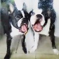 Deux drôles chiens