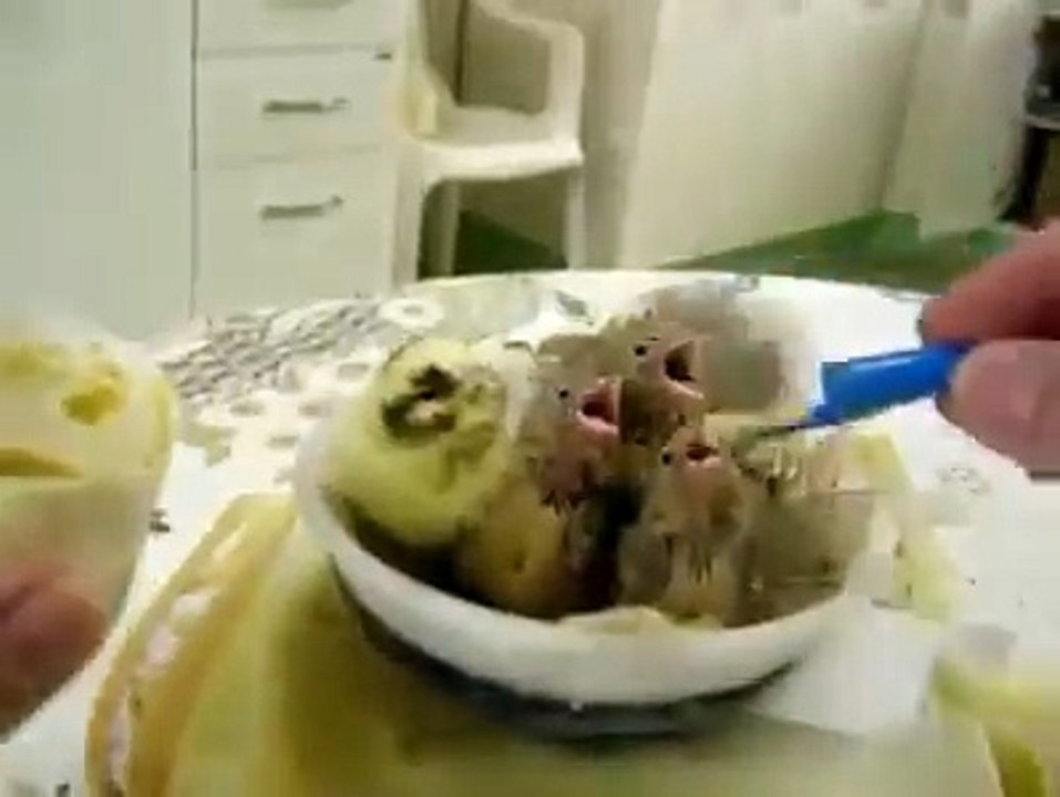 hand feed