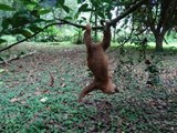Adolescent Sloth Learns to Climb Quickly